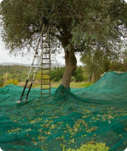 Cómo se hace el aceite de oliva