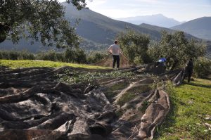 Personas recogiendo aceitunas en el campo