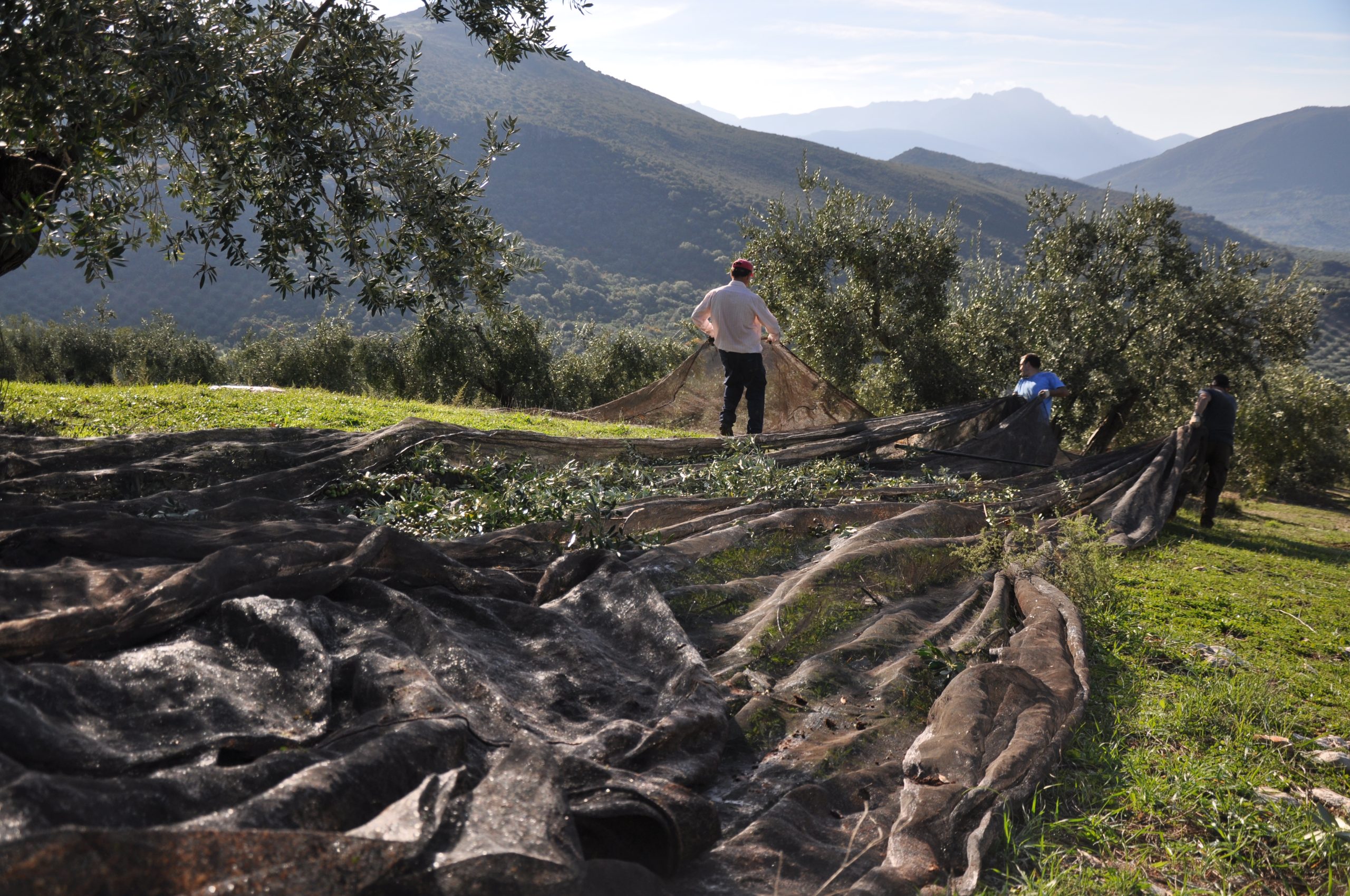 Personas recogiendo aceitunas en el campo
