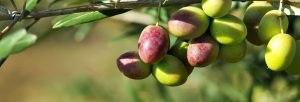 Aceite de oliva colesterol
