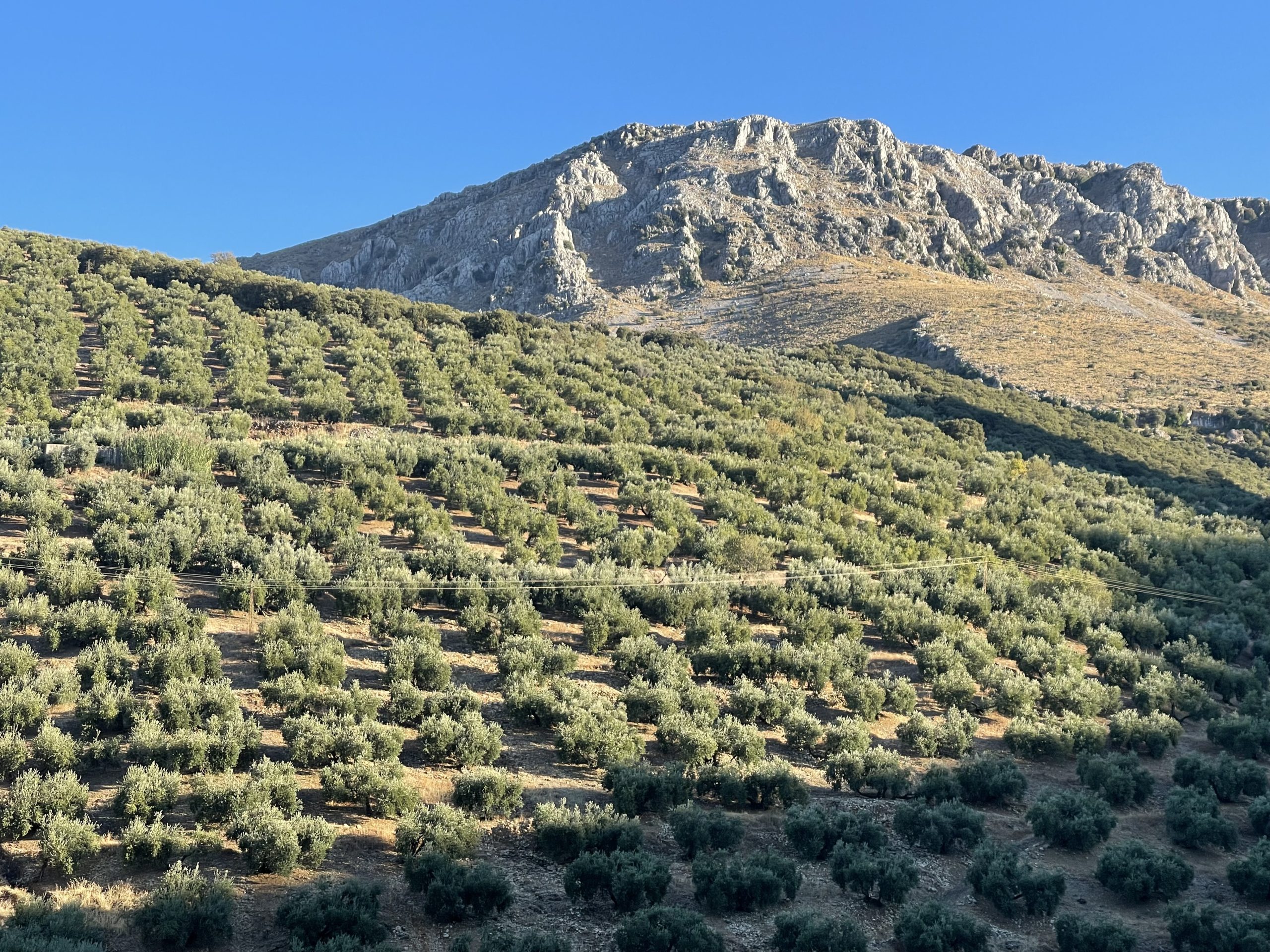 Aceite de Priego de Córdoba